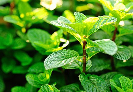 SPEARMINT